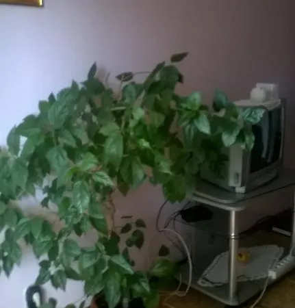 Borisovi * Tsarevo